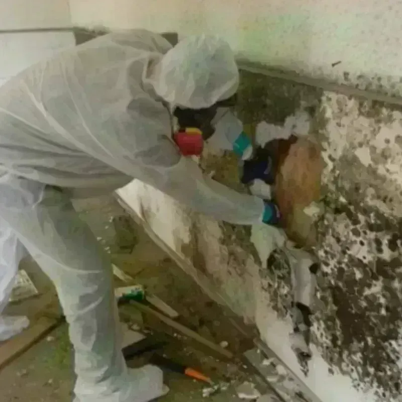 Mold Remediation and Removal in Raeford, NC